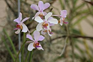 Papilionanda Hetty Henderson