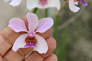 Papilionanda Hetty Henderson