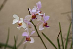 Papilionanda Hetty Henderson
