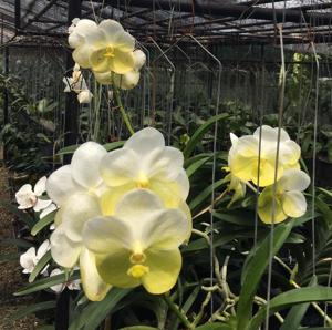 Vanda Nopporn Golden Hill
