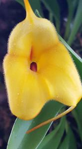 Masdevallia Kimballiana