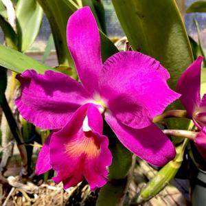 Cattlianthe Royal Beauty