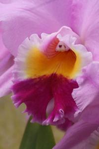 Cattleya Recital
