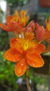 Epidendrum Joseph Lii