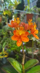 Epidendrum Joseph Lii