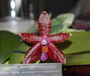 Phalaenopsis Martin Künkel