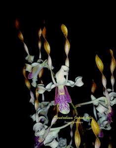 Dendrobium Jairak Helix