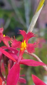 Epidendrum O'Brienianum