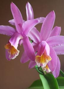 Cattleya Venosa