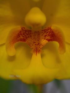 Spathoglottis Lion of Singapore