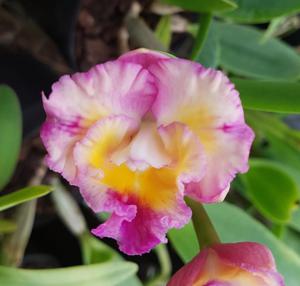 Rhyncholaeliocattleya Rosella's Little Angel