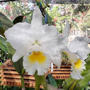 Cattleya Hawaiian Snowflake