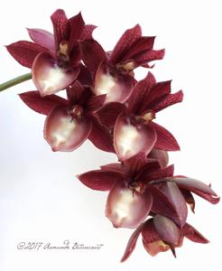 Catasetum Dark Tale
