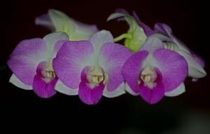 Dendrobium Thep