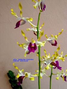 Dendrobium Jamilah Adenan