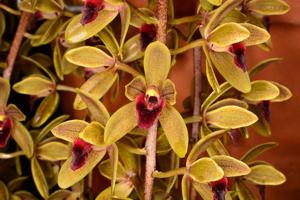 Cymbidium Sweet Devon