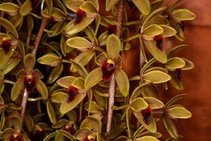 Cymbidium Sweet Devon