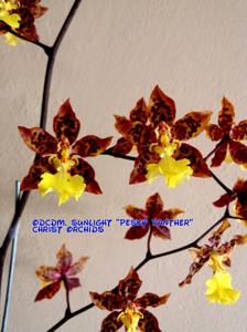 Oncidium Sunlight