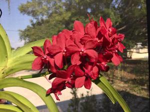 Vandachostylis Roll on Red