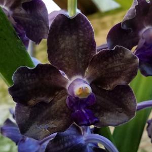 Vanda Mary Motes