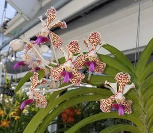 Vanda Suavicolor