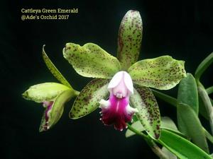 Cattleya Green Emerald