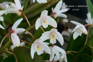 Dendrobium delicatum