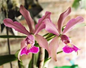 Cattleya whitei