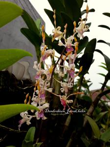 Dendrobium Jairak Helix