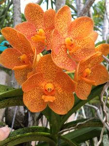 Vanda Fuchs Sunkist
