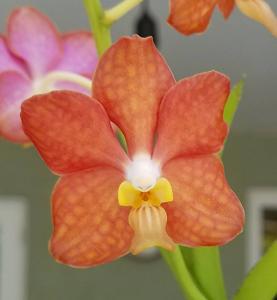 Vanda Molly Fairwater