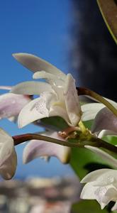 Dendrobium delicatum