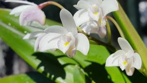 Dendrobium delicatum