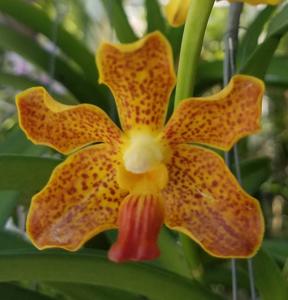 Vanda bensonii-insignis