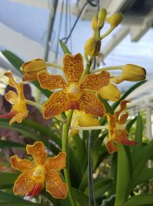 Vanda bensonii-insignis