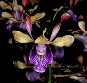 Dendrobium Imelda Marina Masagung