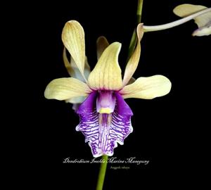 Dendrobium Imelda Marina Masagung