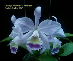 Cattleya Valentine (1900)