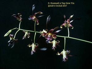 Dendrobium Husmadi-Yap Su-Yin