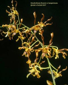 Dendrobium Roserinum