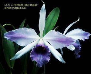 Cattleya C. G. Roebling (1895)