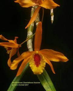 Dendrobium Chanthaboon Sunrise