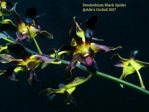 Dendrobium Black Spider