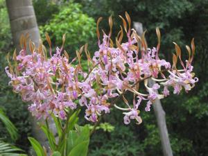 Dendrobium Stratiotan