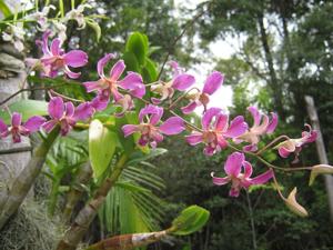 Dendrobium superbiens