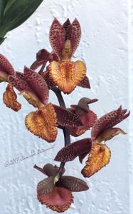 Catasetum Ryan Harrington