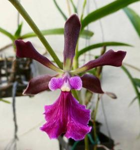 Encyclia Nursery Rhyme