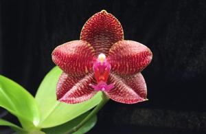 Phalaenopsis Pylo's Sun