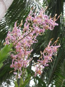 Dendrobium Stratiotan