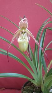 Phragmipedium Green Hornet